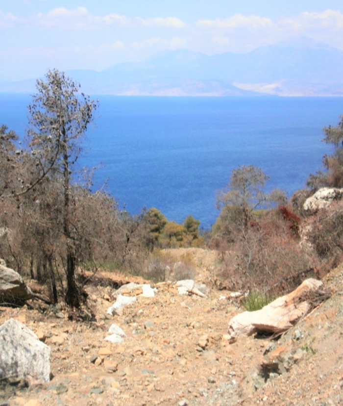 Νέα υλοτομία στη Μαυρολίμνη