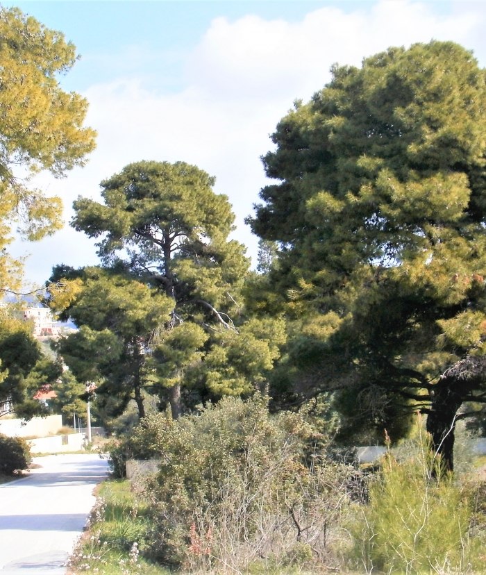 Καθαριότητα και Πυρασφάλεια