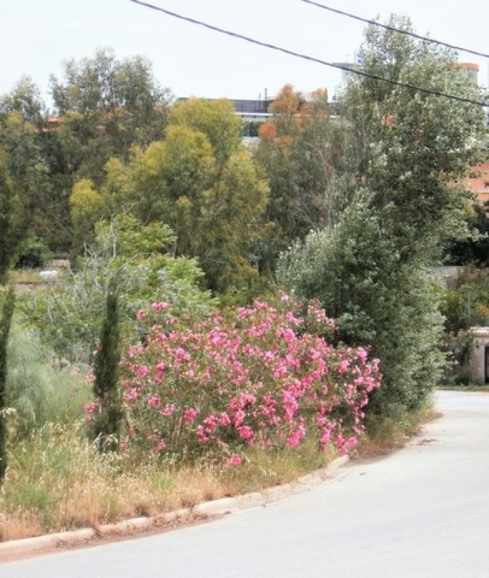 Ντράφι: Εξέλιξη Ονοματοθεσίας