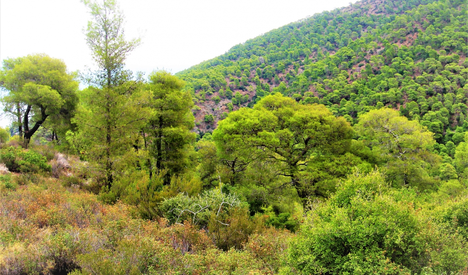 Επικαιροποίηση αξίας Μερίδων Μαυρολίμνης