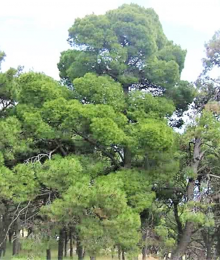 Δρόμος μετ’ εμποδίων η υλοτομία στη Μαυρολίμνη