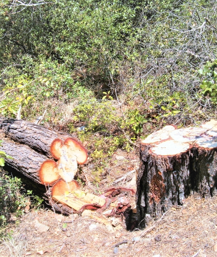 Ξεκίνησε η υλοτομία στη Μαυρολίμνη μετά  από δυσκολίες