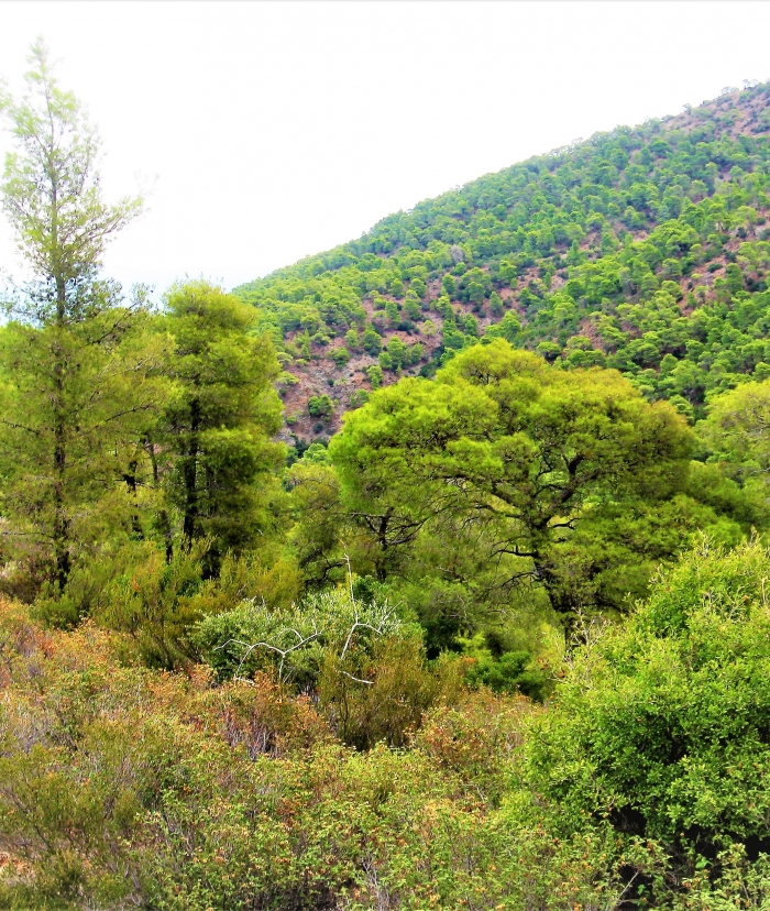 Επικαιροποίηση αξίας Μερίδων Μαυρολίμνης